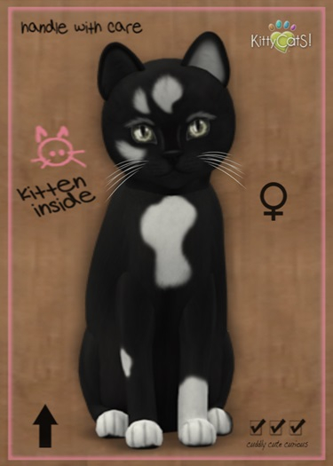MEGAPUSS: KittyCatS Box - Genesis - Domino V - MegaPuss