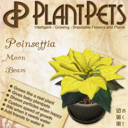 PlantPet Seed [Poinsettia *Moon Beam*]