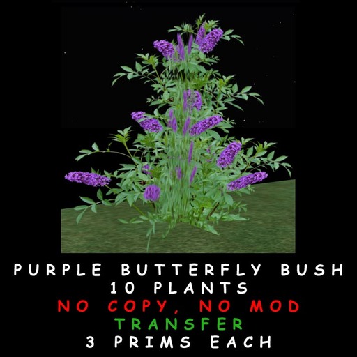 Purple Butterfly Bush (Boxed)