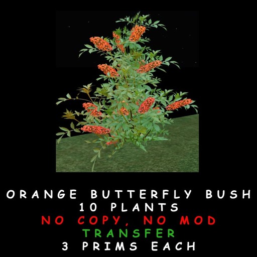 Orange Butterfly Bush (Boxed)