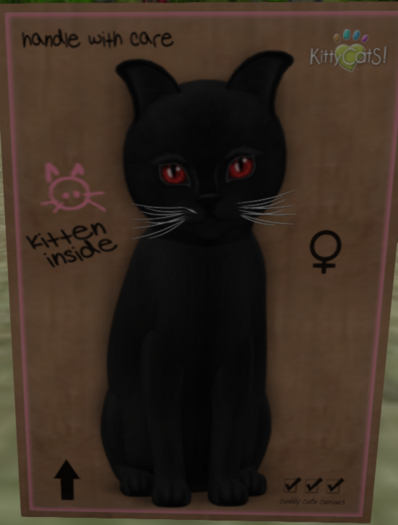 KittyCatS Box - New Born Kitten