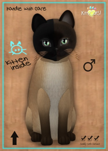 MEGAPUSS: KittyCatS Box - Chimera - Seal Point Mink - MegaPuss