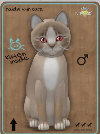 KittyCatS Box - Genesis - Mocha II Female Teacup