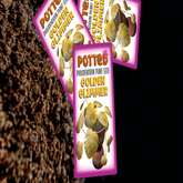 Potted: Philodendron Plant Seed: Golden Glimmer