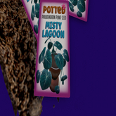 Potted: Philodendron Plant Seed: Misty Lagoon