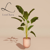 LouChara Fitzgerald Potted Plant