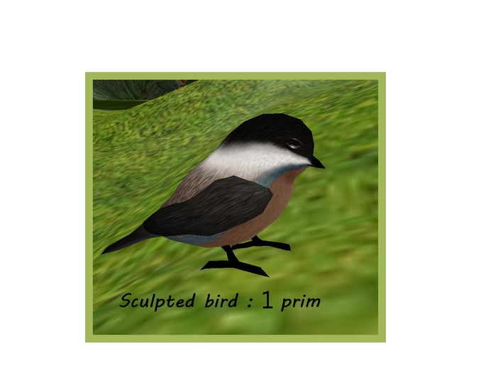 Oiseau pour cage