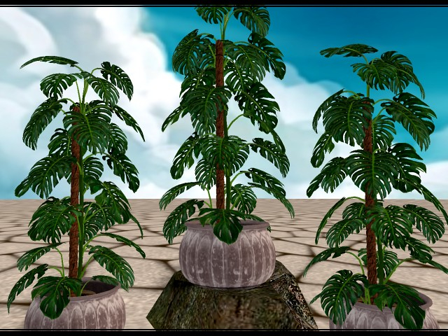 [AE] Home & Garden - House Plant - Suzy