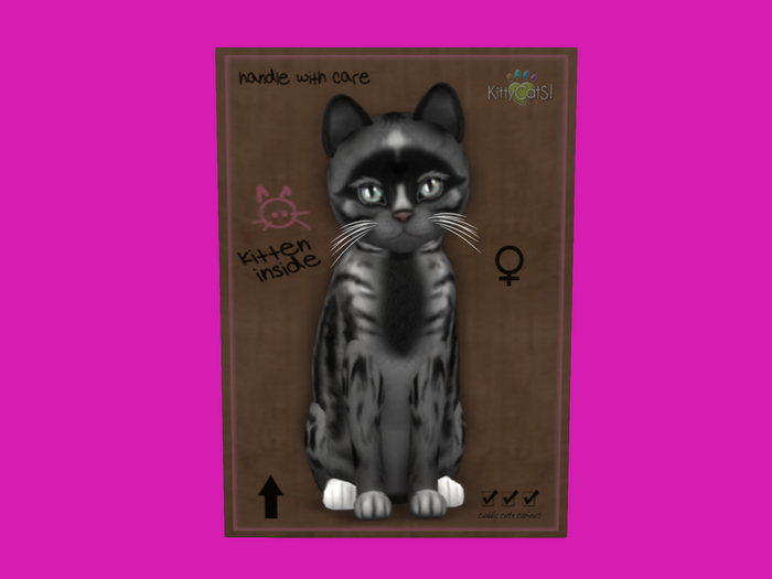KittyCatS Box - New Born Kitten
