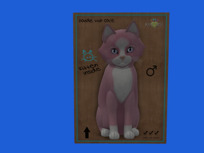 KittyCatS Box - New Born Kitten