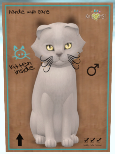 KittyCatS Box - Abyssinian Platinum/Lemon