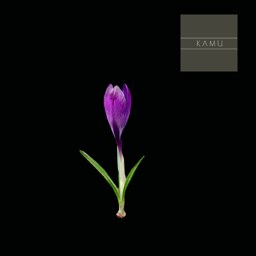 -KAMU- Violet tulip (M/C)