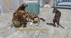 Second Life Marketplace - 18-Mutresse-Intimidating-Witty Cats