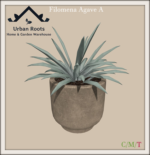 UR Filomena Agave (A) Pot 