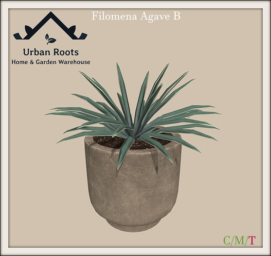 UR Filomena Agave (B) Pot 