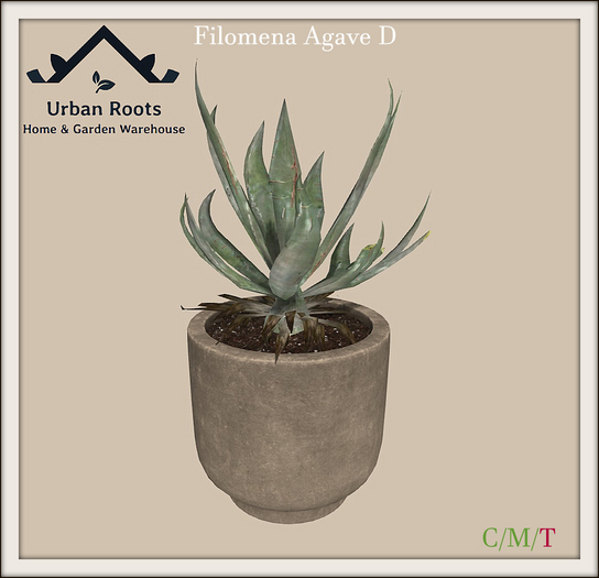 UR Filomena Agave (D) Pot 