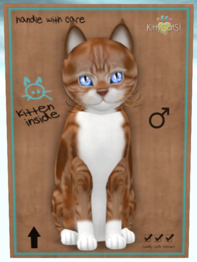 KittyCatS Box - ASRed&WhiteTabby/FCD