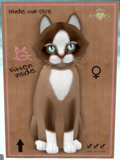 KittyCatS Box - Floofy ChatToffeeCaramel