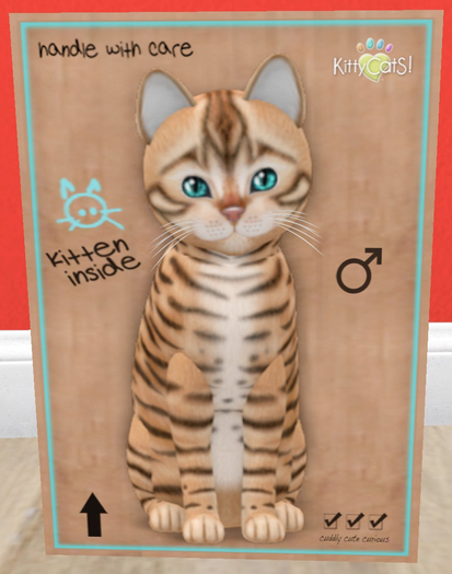 KittyCatS Box - New Born Kitten