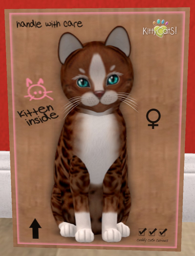 KittyCatS Box - New Born Kitten