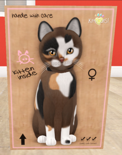 KittyCatS Box - New Born Kitten