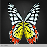 {Papillon} Ma/Sma/Nor/Lin/Butterfly/8thD Cocoon