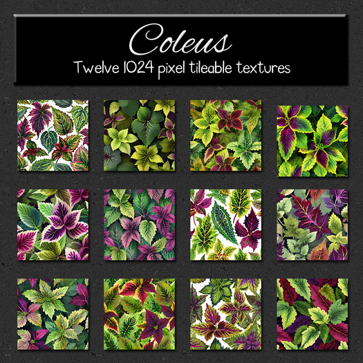 *Wallflowers* Coleus