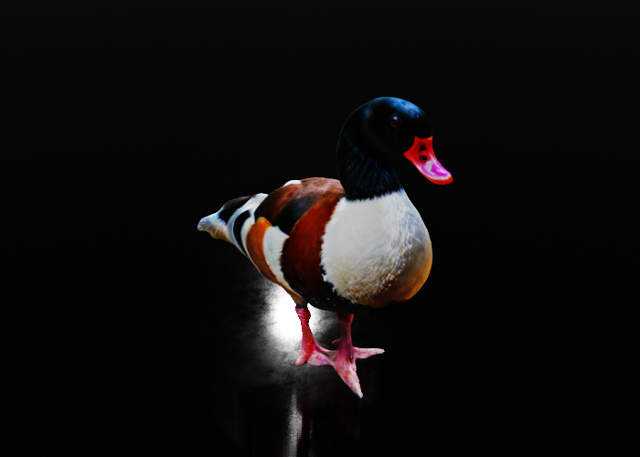 duck