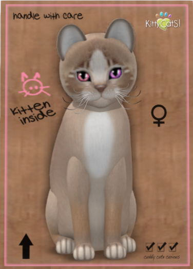 KittyCatS Box - Genesis - Mocha II