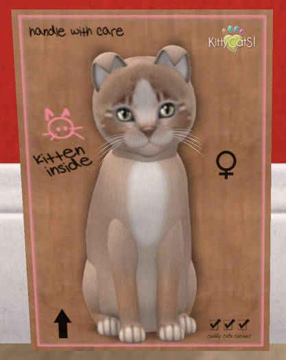 KittyCatS Box - New Born Kitten