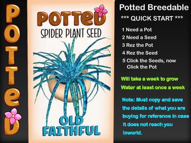Potted: Spider Plant Seed: Old Faithful