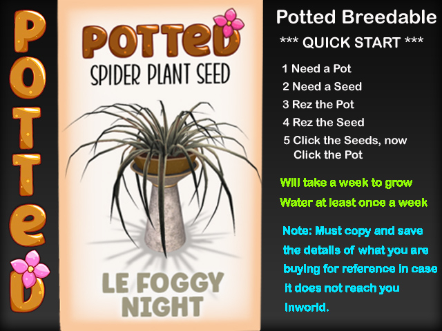 Potted: Starter Spider Plant Seed: LE Foggy Night