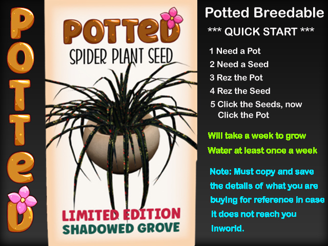 Potted: Starter Spider Plant Seed: LE Shadowed Grove