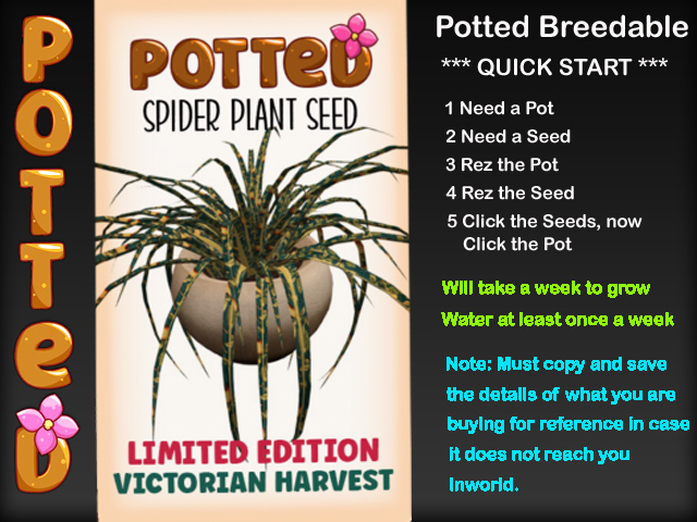 Potted: Starter Spider Plant Seed: LE Victorian Harvest