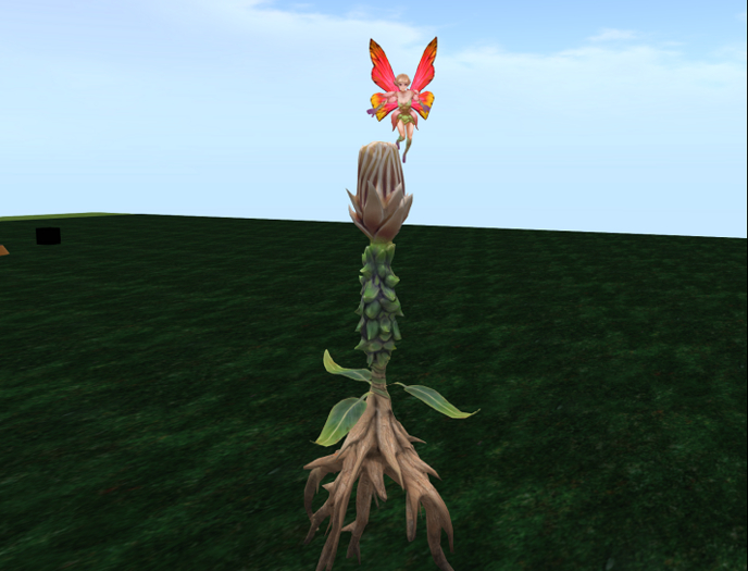 catus and fairy