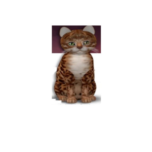 KittyCatS Box - New Born Kitten