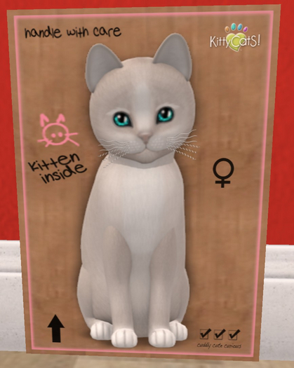 KittyCatS Box - New Born Kitten