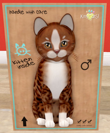 KittyCatS Box - New Born Kitten