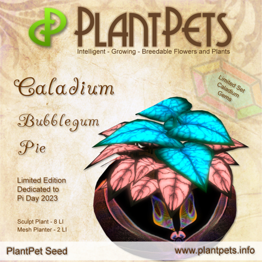 PlantPet Seed [Caladium *Bubblegum Pie*] (LIMITED ELITE)