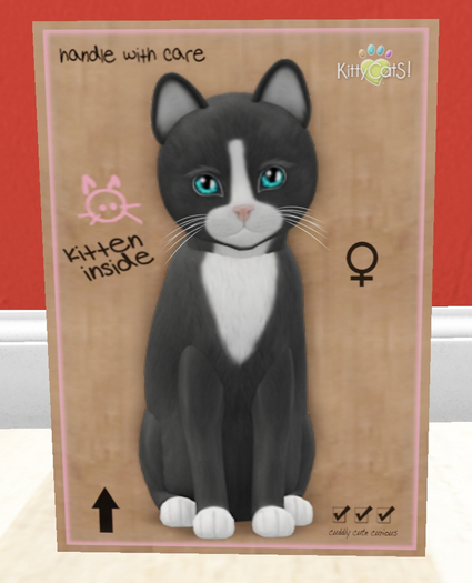 KittyCatS Box - New Born Kitten