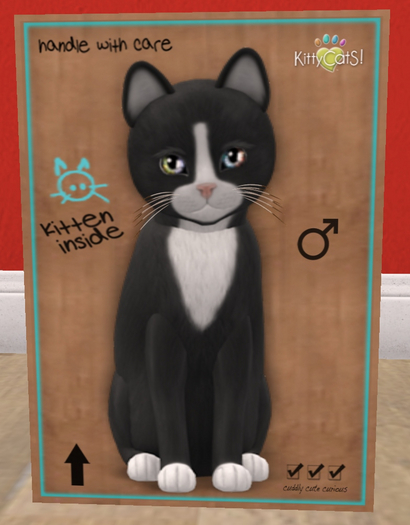 KittyCatS Box - New Born Kitten