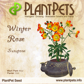 PlantPet Seed [Winter Rose *Sunstone*] - Rare Elite - Update