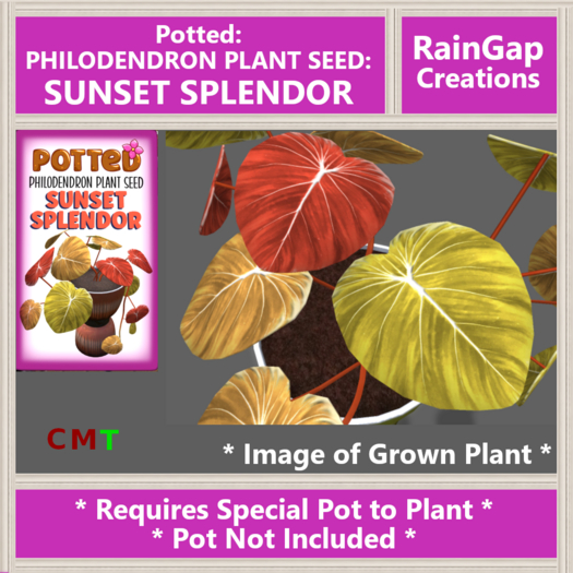 Potted: Philodendron Plant Seed: Sunset Splendor ACTUAL ITEM