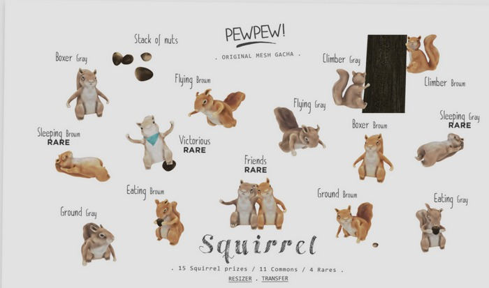 Pewpew! Boxer Gray Squirrel 1