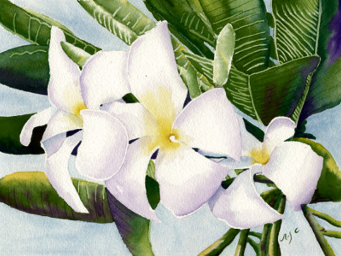Frangipani Orchid