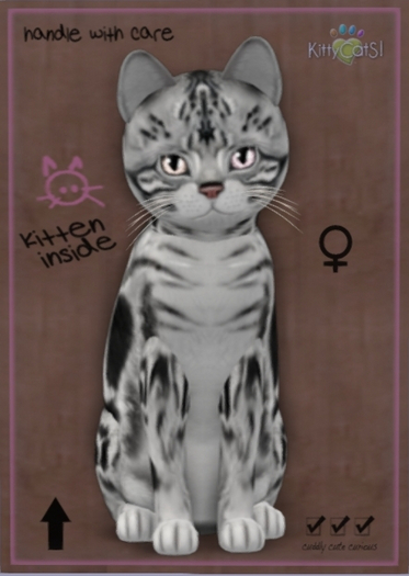 KittyCatS Box - New Born Kitten 12