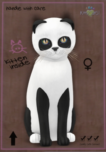 KittyCatS Box - New Born Kitten 9