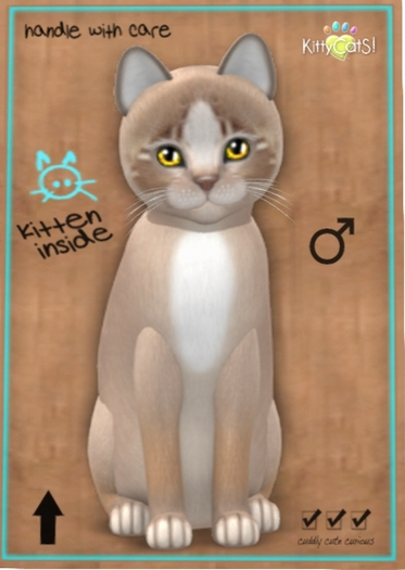 KittyCatS Box - New Born Kitten 7