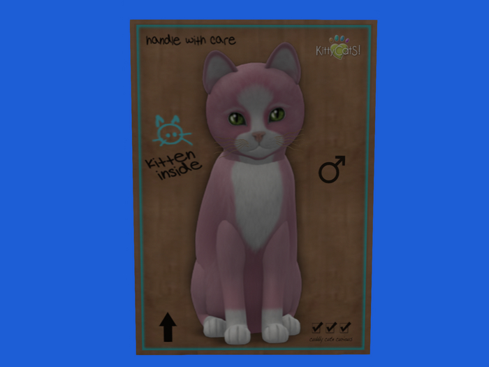 KittyCatS Box - New Born Kitten