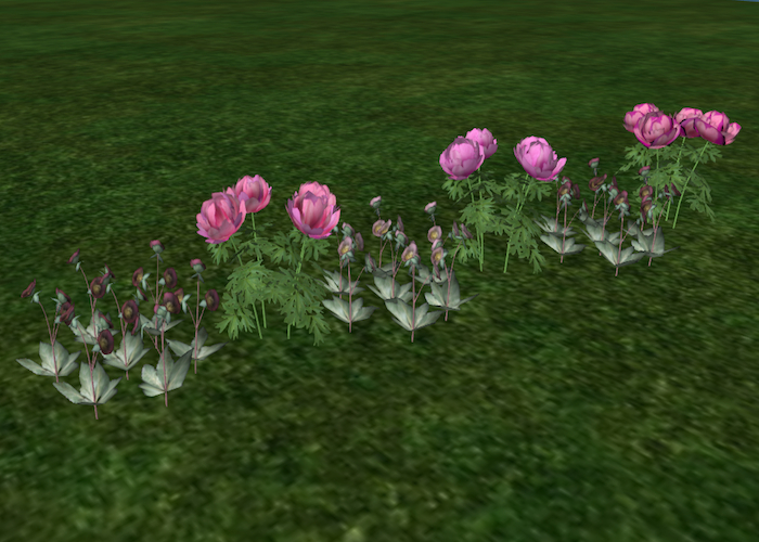 Song's Pink Border Peonies and Helleborus
